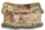 Hadrosaur (Edmontosaurus) Phalanx - Montana #246229-3